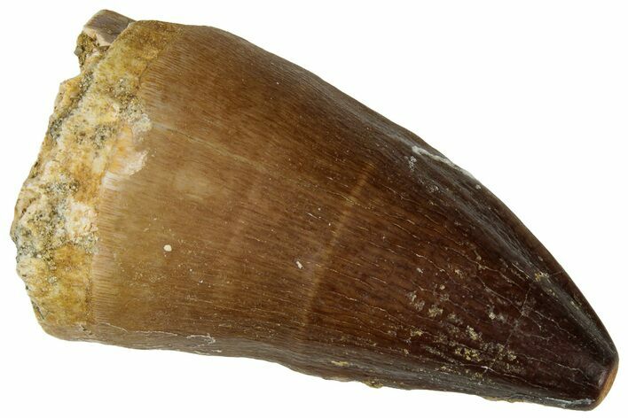 Fossil Mosasaur (Prognathodon) Tooth - Morocco #322642